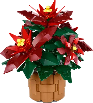 Poinsettia