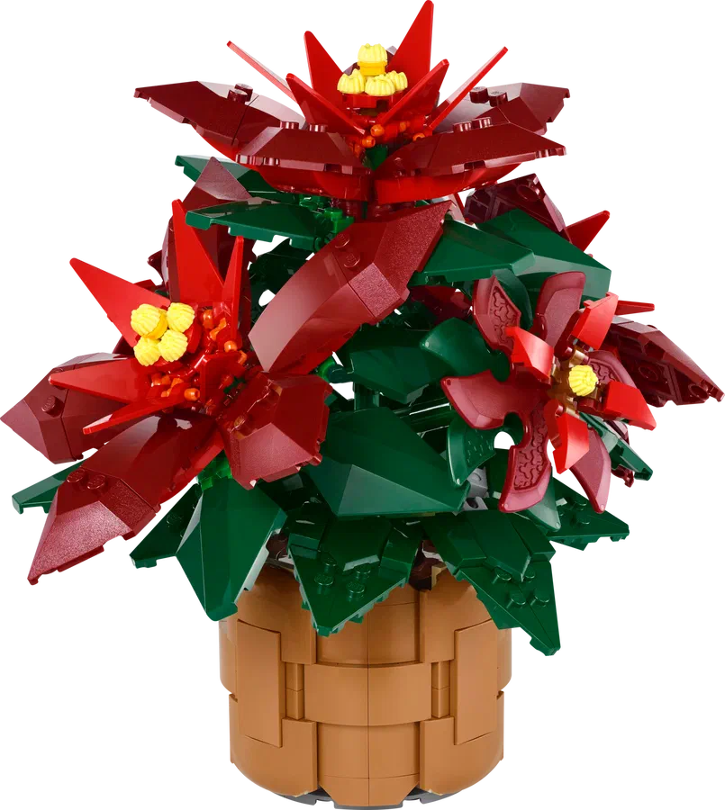 Poinsettia