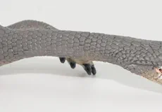 Couverture de Nothosaurus