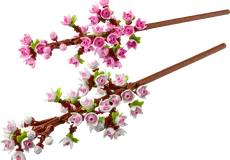 Couverture de Cherry Blossoms